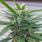 Gorilla (GG#4 Original Glue) (Expert Seeds) Cannabis-Samen