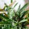 Hijack Auto (Auto Seeds) Cannabis-Samen