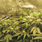 Kripple Roulette (Dr. Krippling Seeds) Cannabis-Samen