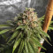 OG Kush CBD (Dinafem Seeds) Cannabis-Samen