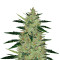 OGesus Auto (Expert Seeds) Cannabis-Samen