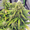 Strawberry Gum (Advanced Seeds) Cannabis-Samen