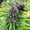 JillyBean regular (TGA Subcool Seeds / SubCool’s The Dank) Cannabis-Samen