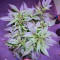 Super Mazar (Victory Seeds) Cannabis-Samen
