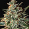 Sweet Bilbo (Genehtik Seeds) Cannabis-Samen