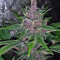 Violeta (Ace Seeds) Cannabis-Samen