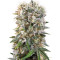 Wappa (Paradise Seeds) Cannabis-Samen