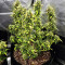 Z Auto (Original Sensible Seeds) Cannabis-Samen