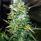 Zuri Widow (Genehtik Seeds) Cannabis-Samen