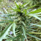 Auto Gelato (Female Seeds) Cannabis-Samen
