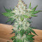 Blackberry Moonrocks feminisierte Samen (AlphaFem Seeds)