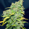 Fast & Vast Auto (Heavyweight Seeds) Cannabis-Samen