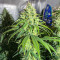 Glue Sherbert feminisierte Samen (AlphaFem Seeds)