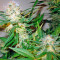 Great White Shark (GHS) Cannabis-Samen