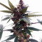 Purple Bud (White Label) Cannabis-Samen