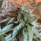 LSD Auto Cannabis-Samen Kaufen