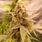 Rucu Cucu OG Cannabis-Samen Kaufen