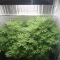 Tangie'matic Auto (Fast Buds) Cannabis-Samen zu verkaufen