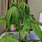 Tangie'matic Auto (Fast Buds) Cannabis-Samen zu verkaufen