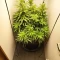 Eleven Roses (Delicious Seeds) Cannabis-Samen zu verkaufen