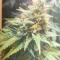 Caramelo Early Version (Delicious Seeds) Cannabis-Samen