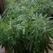 Caramelo Early Version (Delicious Seeds) Cannabis-Samen