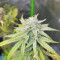 Kosher Cake Auto (Fast Buds) Cannabis-Samen zu verkaufen