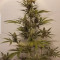Rhino Ryder Auto (Fast Buds) Cannabis-Samen zu verkaufen