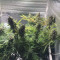LSD Cannabis-Samen Kaufen