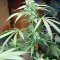 Kaufe Scarlet Skunk Autoflower Samen feminisiert von EGS