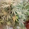 Quarter Pounder Autoflower feminisierte Samen zu verkaufen