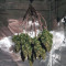 Northern Lights Cannabis-Samen Kaufen