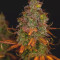 Blueberry Cheesecake (Female Seeds) Cannabis-Samen zu verkaufen