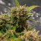 Strawberry Banana Auto Cannabis-Samen Kaufen