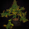 Purple Punch Auto Cannabis-Samen Kaufen