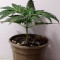 Kaufe Tatanka Pure CBD Samen feminisiert von Royal Queen Seeds