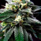 Pineapple Express #2 (G13 Labs) Cannabis-Samen zu verkaufen