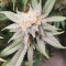 Mimosa EVO (Barney's Farm) Cannabis-Samen zu verkaufen