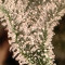 Kaufe Grandmommy Purple Samen feminisiert von Herbies Seeds