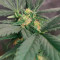 Tropicana Cookies Auto (Fast Buds) Cannabis-Samen zu verkaufen
