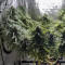 Blue Gelato 41 feminisierte Samen