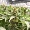G13 Genius feminisierte Samen (Brothers Grimm Seeds)