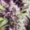 Gorilla Cookies Auto (Fast Buds)