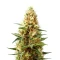 Green AK XL (AK-47 XL) (Zambeza Seeds) Cannabis-Samen