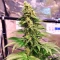LFG (Barney's Farm)