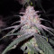 Peyote Critical (Barney's Farm) Cannabis-Samen