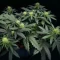 Pound Cake Auto feminisierte Samen (Fast Buds)
