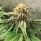 Princess Haze feminisierte Samen (Brothers Grimm Seeds)
