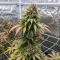 Raspberry Waffle CBD (Devils Harvest Seeds) Cannabis-Samen