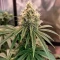 Skunky Monkey Auto (Heavyweight Seeds) Cannabis-Samen